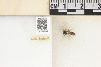 Media type: image;   Entomology 771566 Aspect: Labels